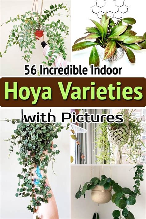 56 Incredible Indoor Hoya Varieties with Pictures | Plant care ...