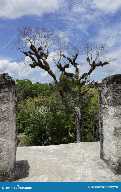 Ceiba Tree In Tikal Archeological Park Stock Photo Image Of