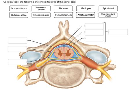 Solved Correctly Label The Following Anatomical Feature