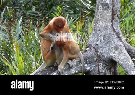 Female Proboscis Monkey Nasalis Larvatus With A Baby Sitting On A