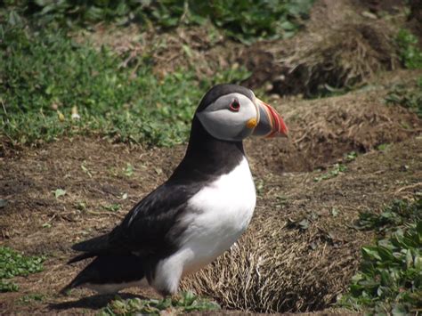 DAI SENT US A LETTER FROM WALES - Pūkorokoro Miranda Shorebird Centre