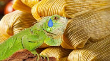 Tamal de iguana una tradición zapoteca pero no de la candelaria El