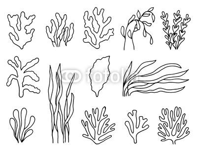 Ocean Plants Drawing at PaintingValley.com | Explore collection of Ocean Plants Drawing