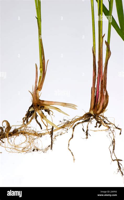 Common couch, Elymus repens, shoots and roots from underground rhizomes