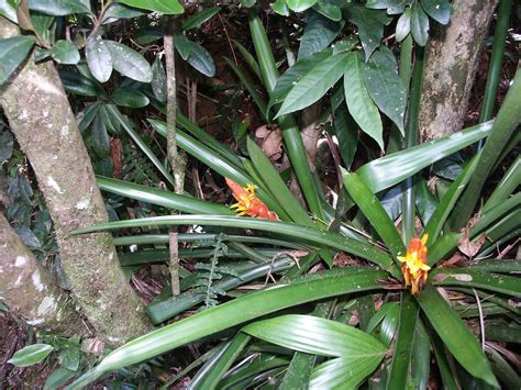 Guzmania Berteroniana 1c Toro Negro State Forest Puerto R Flickr