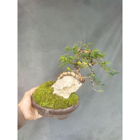 Jual Bonsai Asam Saraf On The Rock Shopee Indonesia