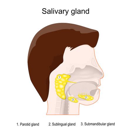 Vector Of Salivary Glands Anatomy Id Royalty Free Image