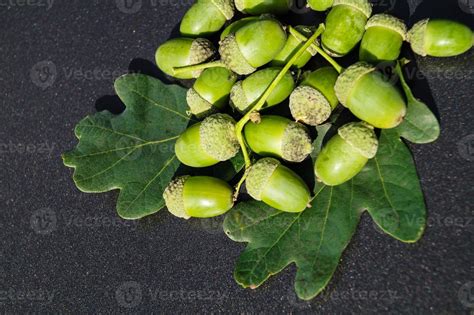 Acorns from an Oak Tree 3054496 Stock Photo at Vecteezy