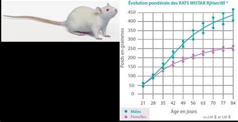 1 Photographie d un rat Wistar informations principales et évolution