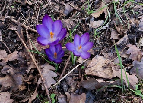 Frühlings Krokus blühend Frühlings Krokus Crocus vernus s Flickr