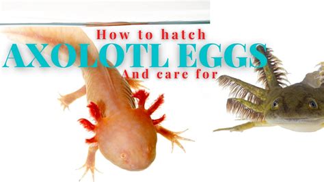 Axolotl Egg Hatching And Care YouTube