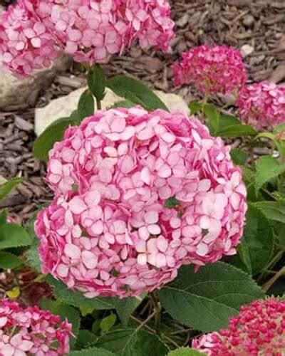 20 Dwarf Hydrangea Varieties For Small Spaces World Of Garden Plants