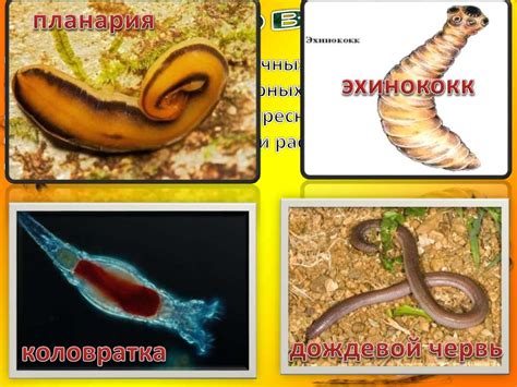 Беспозвоночные животные - презентация онлайн