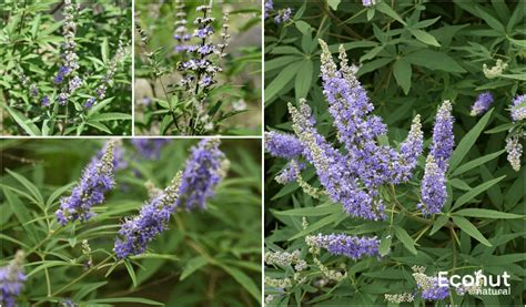 Nirgundi, (Vitex negundo)-Uses, Benefits, Dose & Side Effects