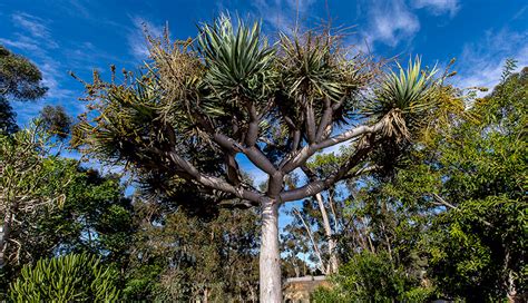 Dracaena Draco Flower