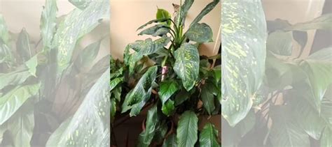 Диффенбахия купить в Москве | Товары для дома и дачи | Авито