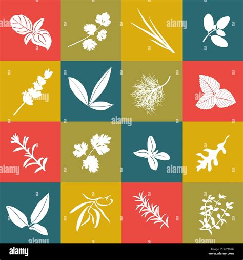 Herbs Hand Drawn Vector Squared Icon Big Set Popular Culinary Herbs