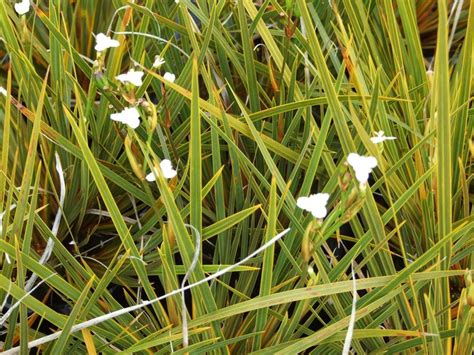 80 best images about New Zealand Native Plants on Pinterest | Tes ...