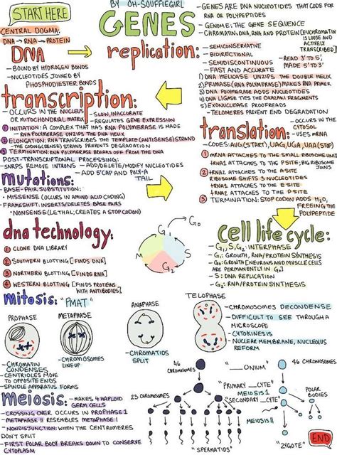 Oh Soufflegirl S Notes On Genes It Includes Mitosis Meiosis And The