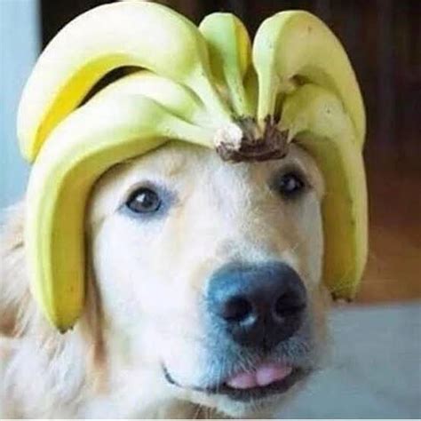 No memes = banana king dog : r/Meme_Battles