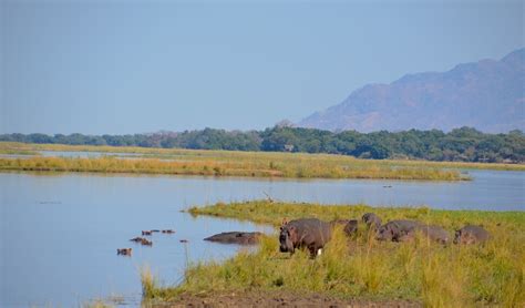 Lodge View - zambezi lodge | zambezi river lodge | Lower Zambezi Lodge