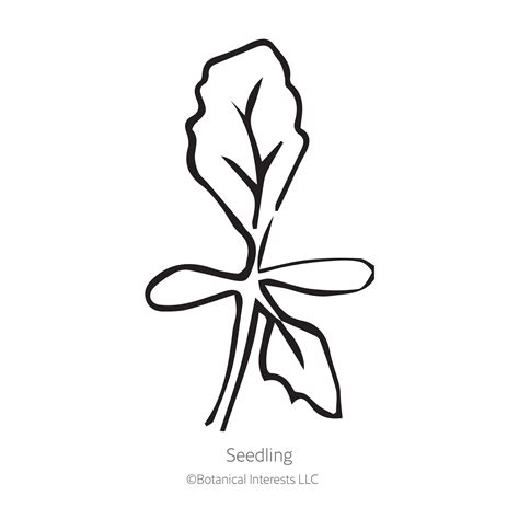 King Size Apricot Aster Seeds – Botanical Interests