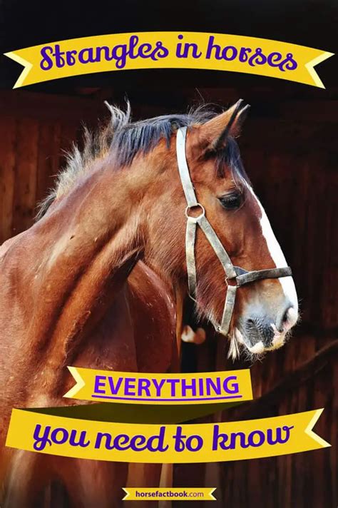 Strangles In Horses Everything You Need To Know Horse Factbook