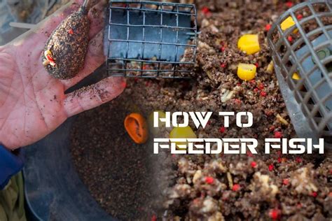 Basic Guide To Feeder Fishing How To Feeder Fish Bristol Angling