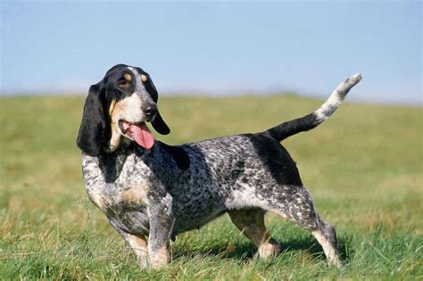 Basset Bleu de Gascogne | National Kennel Club