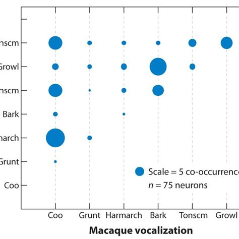 Connections Of The Prefrontal Cortex With Physiologically Characterized