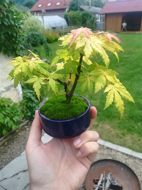 Acer Palmatum Orange Dream I Bought As A Nursery Stock For 050€ Last