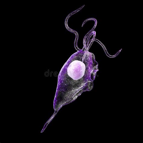 Protozoário Dos Vaginalis De Trichomonas Ilustração Stock Ilustração