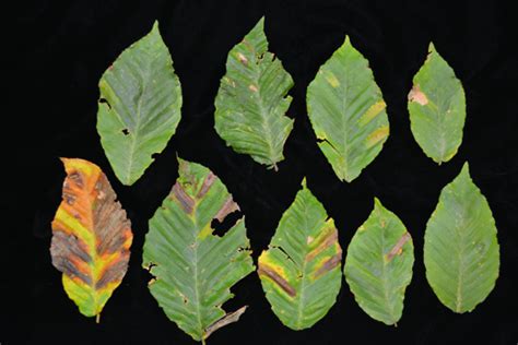 Beech Leaf Disease On The Main Line Champion Tree Plant Health Care