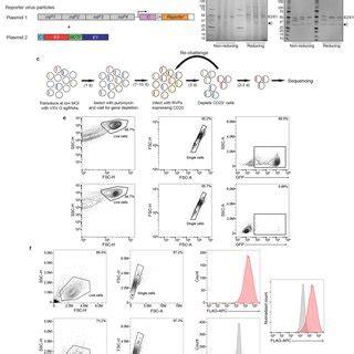 Vldlr And Apoer Ligand Binding Domains Directly Bind Alphavirus E E