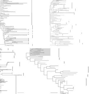 Phylogenetic Trees Of The 18S RRNA Gene The ITS And The RbcL And COI