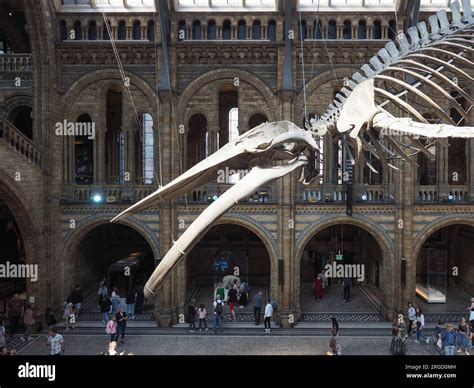 London Uk June 09 2023 Blue Whale Skeleton In The Hintze Hall At