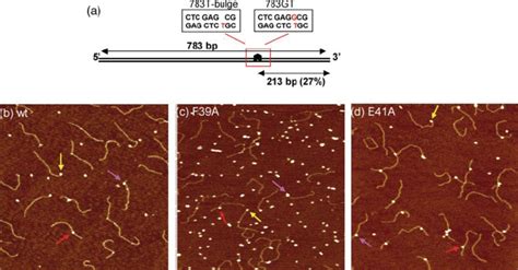 DNA Substrates And AFM Images Of MutS DNA Complexes A Schematic