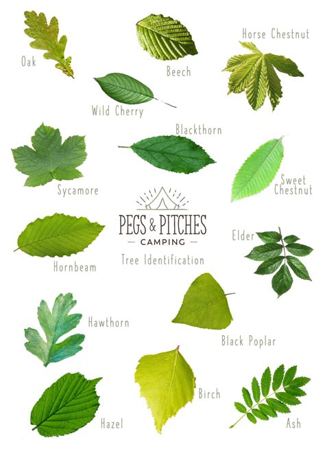 Tree Leaf Identification Guide