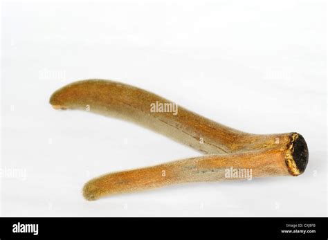 Pilose antler on a white background Stock Photo - Alamy