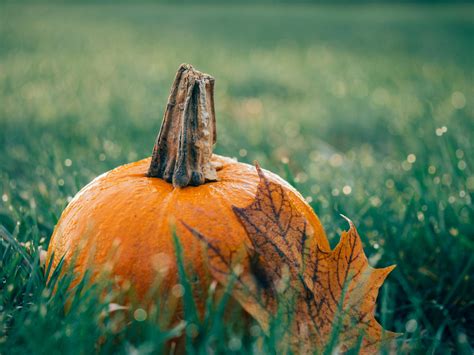 Photo gratuite de automne, citrouille, clairière