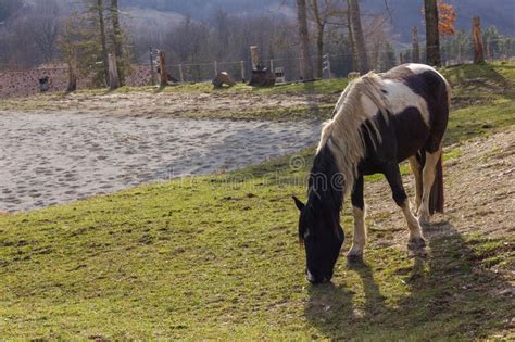 No Pastoreio De Cavalos Num Campo Foto De Stock Imagem De Animais