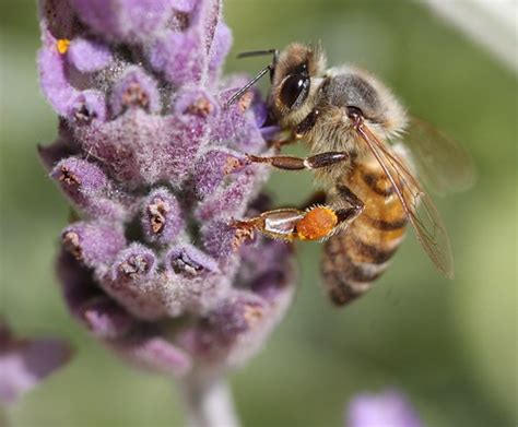 Spring Means Bee Macros Fun Times View On Black Flickr