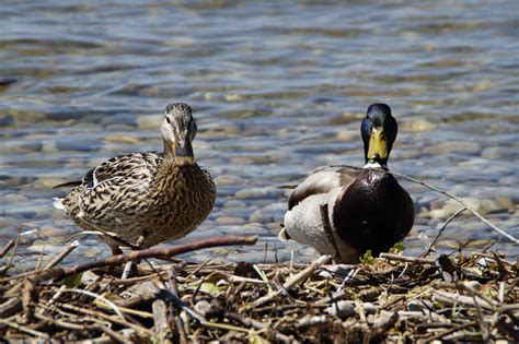 Gratis billeder natur sø Dam dyreliv svømme næb par to fauna