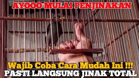 Ikuti Cara Ini Jalak Kebo Langsung Jinak Hari Cara Menjinakan