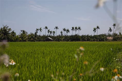 Green tourism products - Official Website of Quang Nam Tourism