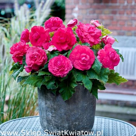 Begonia Wielkokwiatowa Superba Rose R Owa Du A Paczka Szt