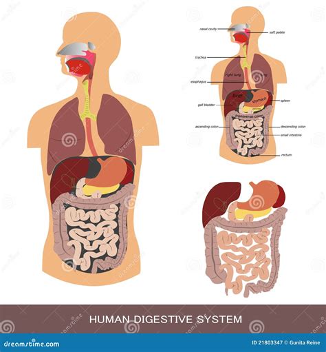 Verdauungssystem Vektor Abbildung Bild Von Absch Rfung