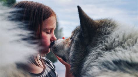 Wolves: Humankind's new best friend - move over dogs