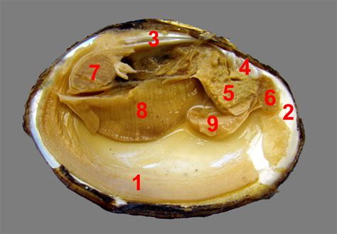 Freshwater Mussel Dissection Anatomy 2 (different view) Diagram | Quizlet