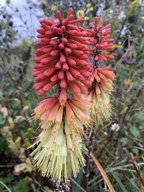 Kniphofia Caulescens John May Andy Gladman